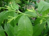 Branch