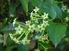 Flowers and leaves