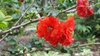 Chaenomeles 'Orange Storm'