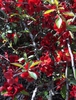 Chaenomeles japonica flowers and stems JCRA