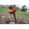 Flower bud and stem