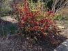 Chaenomeles japonica