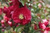 Deep pink double flower