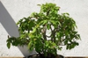 Form