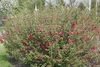 Form of the shrub in bloom