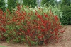 Form of the shrub in bloom