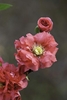 Closeup of pink flower with many petals
