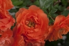 Closeup of double flower with many petals
