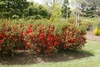 Form of the plant with orange flowers