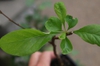 Leaves