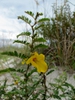 Chamaecrista fasciculata