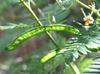 Chamaecrista fasciculata