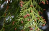 Male cones