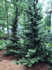 Chamaecyparis obtusa