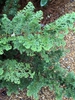 Chamaecyparis obtusa