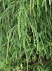 thread like drooping leaves