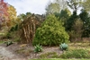 broad teardrop-like mounding habit and distinctive golden, threa