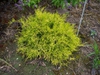 Chamaecyparis pisifera 'Filifera Sungold'