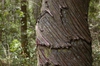 Bark