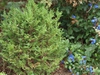 Form