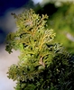 This Chamaecyparis has scale like leaves which are flattened