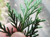 Scale-like leaves