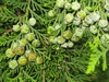 Female cones