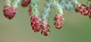 Pollen (male) cones closeup