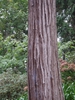 Bark