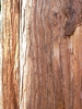 Chamaecyparis nootkaensis