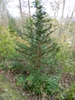 Chamaecyparis obtusa