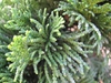 Leaf closeup