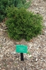 Young plant form