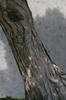 Bark