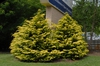 Chamaecyparis obtusa 'Crippsii'
