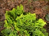 Chamaecyparis obtusa 'Verdoni'