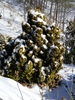 Chamaecyparis obtusa 'Nana Lutea'