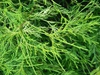 Chamaecyparis obtusa