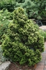 Form