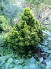 Chamaecyparis obtusa 'Nana Lutea'