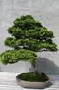 As a bonsai