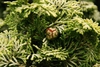 Seed cones