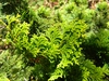 Chamaecyparis obtusa 'Confucius'