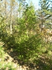 Chamaecyparis obtusa 'Crippsii'