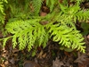 Chamaecyparis obtusa 'Crippsii'