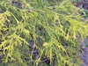 Chamaecyparis pisifera 'Sungold'