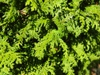 Chamaecyparis pisifera