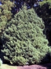 form