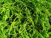 Branch