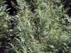 branches
